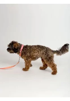 SIX Hunde-Halsband Mit Leine 13 SIX Hunde-Halsband Mit Leine -WOHN-ESSZIMMER Verkäufe unnamed file 1419