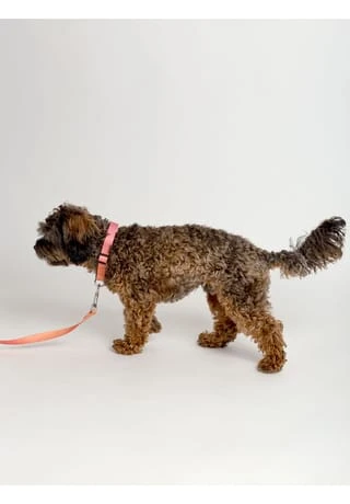 SIX Hunde-Halsband Mit Leine 8 SIX Hunde-Halsband Mit Leine – Bild 6