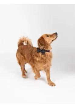 SIX Hunde-Halsband Mit Schleife Und Leine 12 SIX Hunde-Halsband Mit Schleife Und Leine -WOHN-ESSZIMMER Verkäufe unnamed file 1424