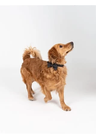 SIX Hunde-Halsband Mit Schleife Und Leine 7 SIX Hunde-Halsband Mit Schleife Und Leine – Bild 5