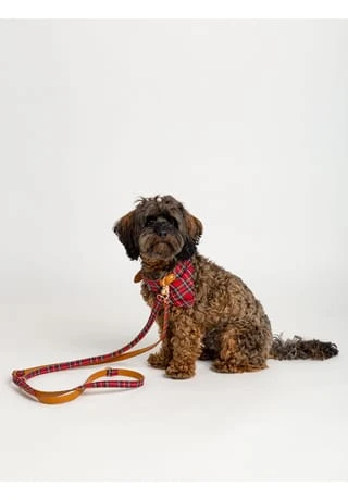 SIX Hunde-Halsband Set 7 SIX Hunde-Halsband Set – Bild 5