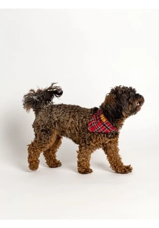 SIX Hunde-Halsband Set 8 SIX Hunde-Halsband Set – Bild 6