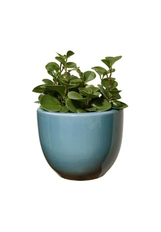 BUTLERS® GLAZE Blumentopf Ø33cm 4 BUTLERS® GLAZE Blumentopf Ø33cm – Bild 2